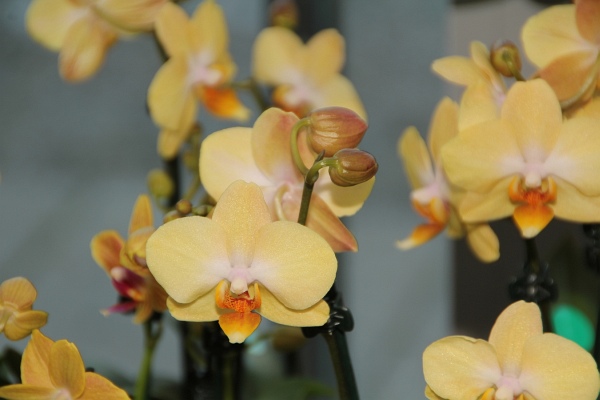 Phalaenopsis   090.jpg